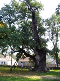 Árpád fája Héderváron