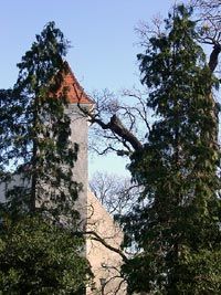 Árpád fája Héderváron a Boldogasszony kápolna előtt